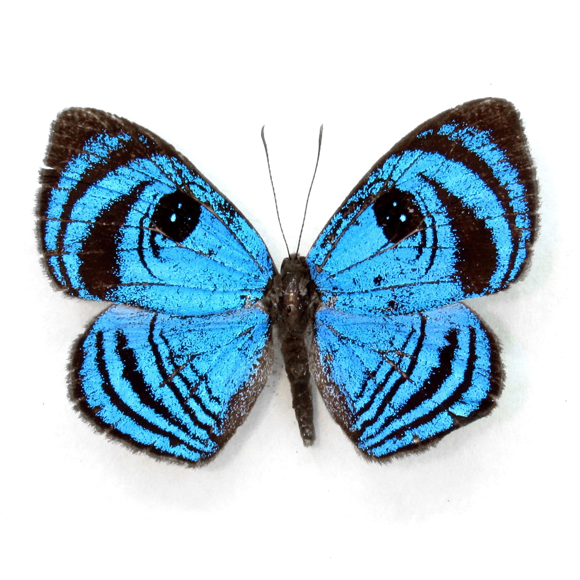 Rare blue Eyemark butterfly framed taxidermy - Semomesia croesus