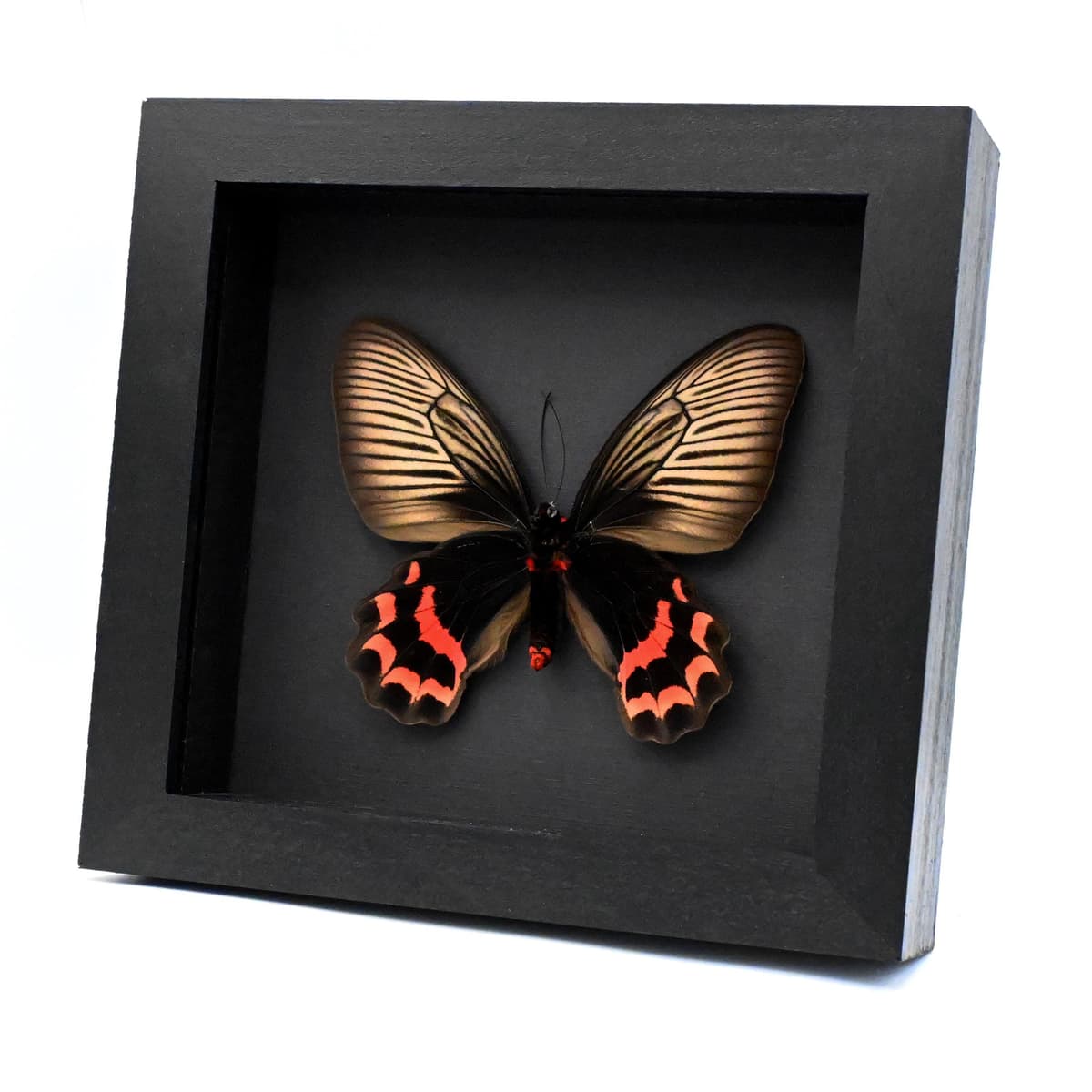 Rare Batwing butterfly framed taxidermy - Atrophaneura dixoni - large female