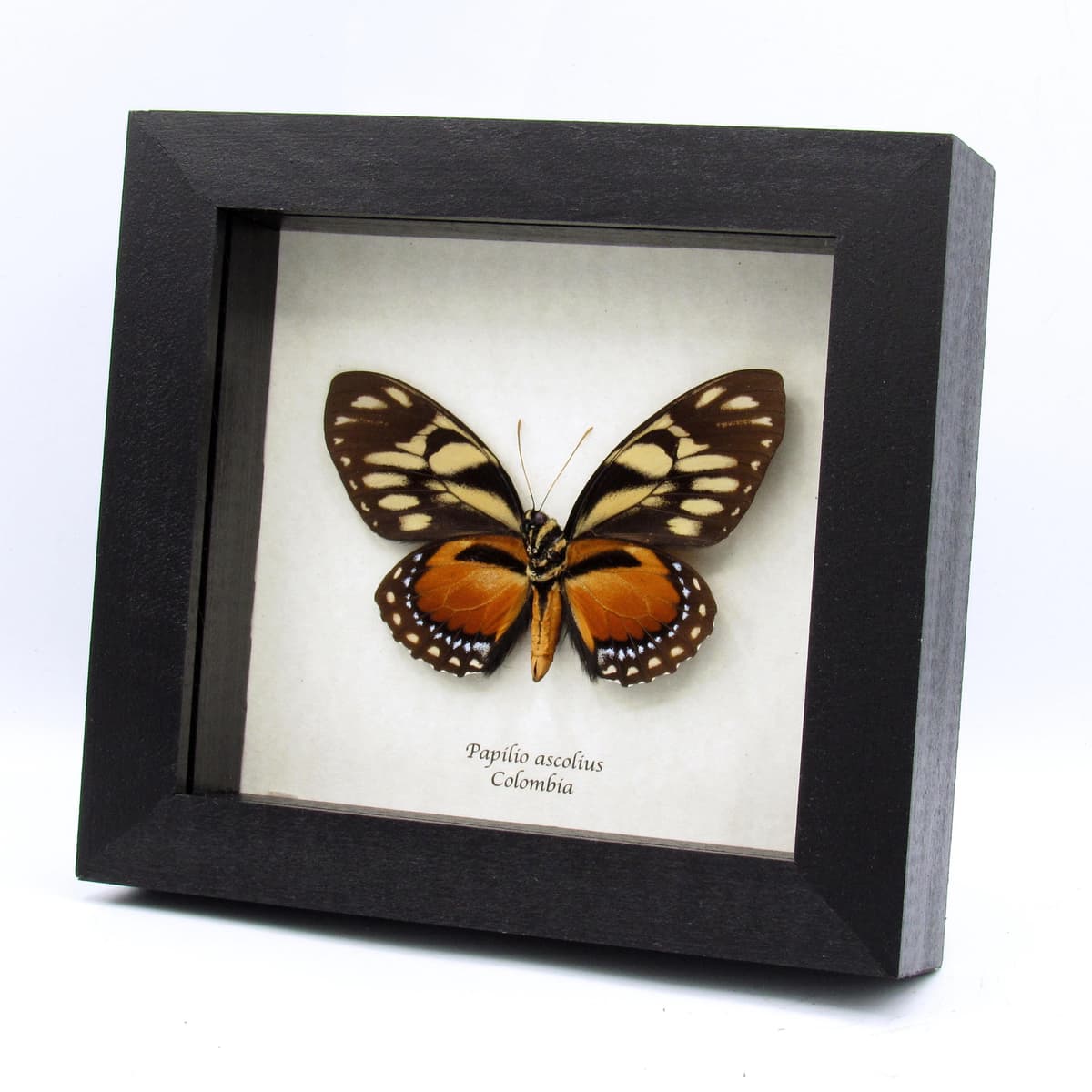 Rare orange Ascolius butterfly framed taxidermy - Papilio ascolius
