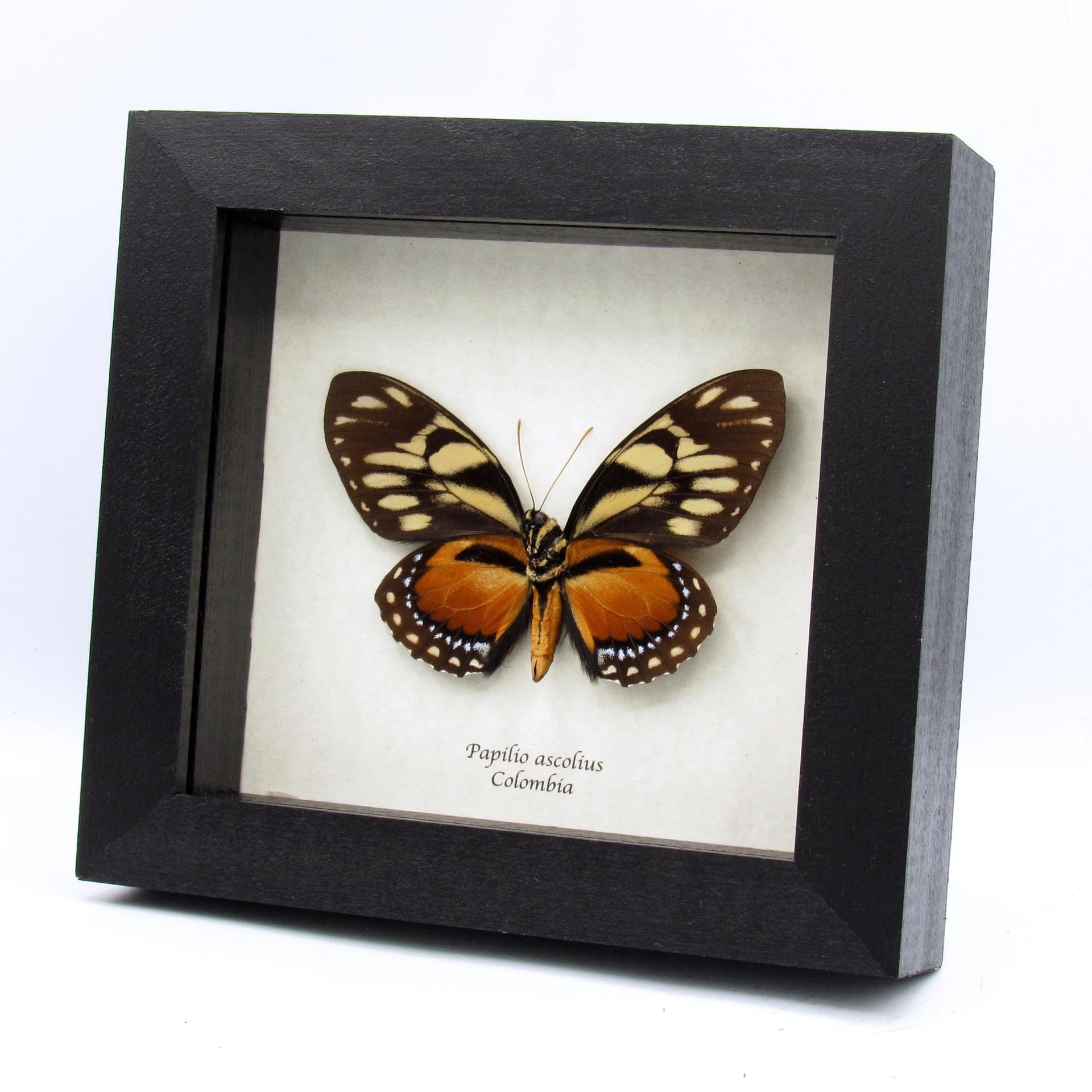 Rare orange Ascolius butterfly framed taxidermy - Papilio ascolius