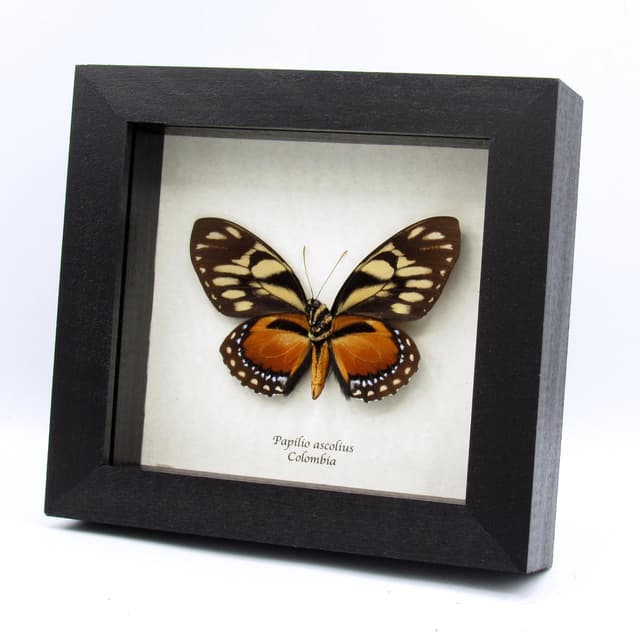 Rare orange Ascolius butterfly framed taxidermy - Papilio ascolius