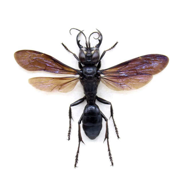 Very rare King Of Wasps framed taxidermy - Megalara garuda