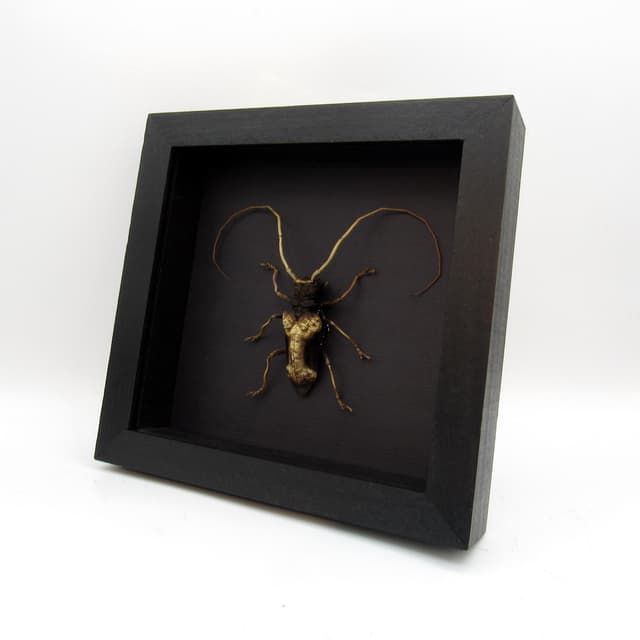 Real Long Horn beetle framed taxidermy - Petrognathus gigas