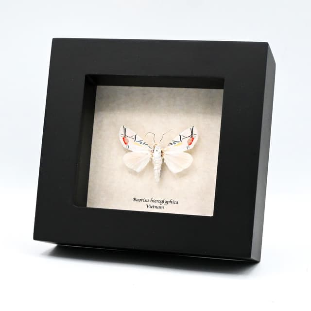 Rare metallic Picasso moth framed taxidermy - Baorisa hieroglyphica