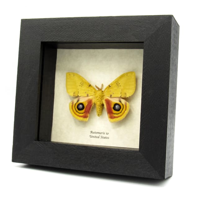 Real yellow Io moth framed taxidermy - Automeris io