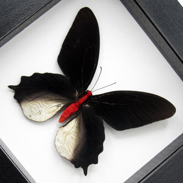 Real Vampire butterfly framed taxidermy - Atrophaneura semperi albofasciata
