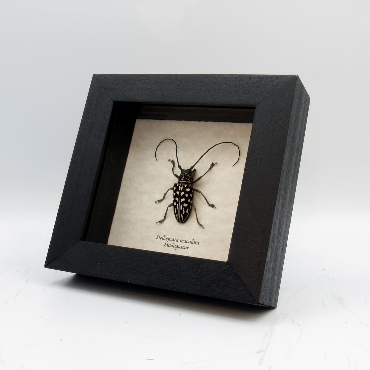 Real Longhorn beetle framed taxidermy - Stellognata maculata