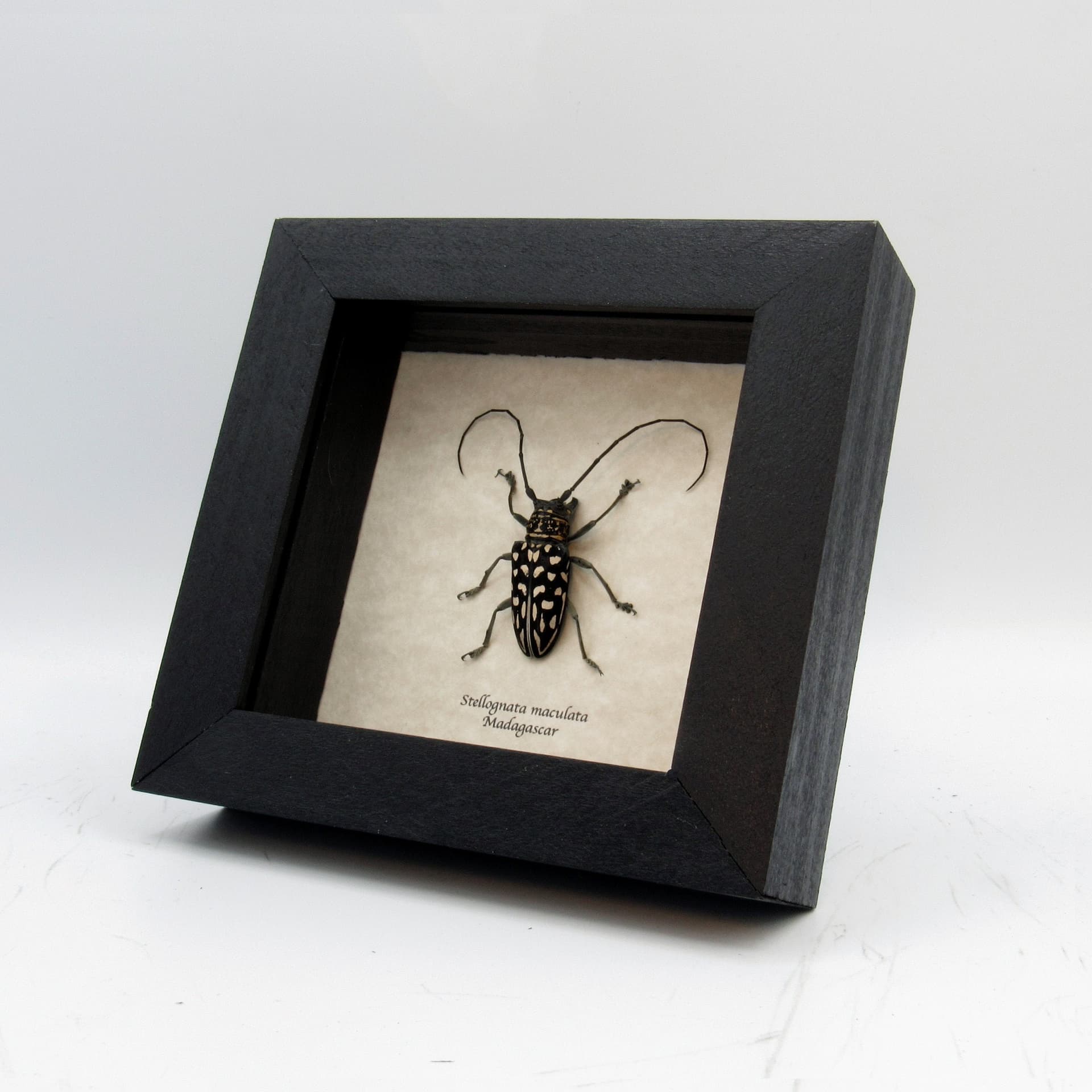 Real Longhorn beetle framed taxidermy - Stellognata maculata