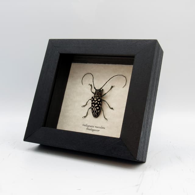Real Longhorn beetle framed taxidermy - Stellognata maculata