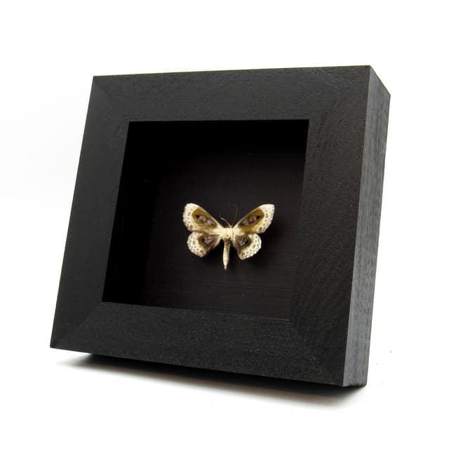 Real glittering silver Geometer moth framed taxidermy - Problepsis phoebearia