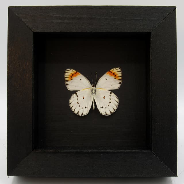 Real white butterfly framed taxidermy - Colotis antivippe zera