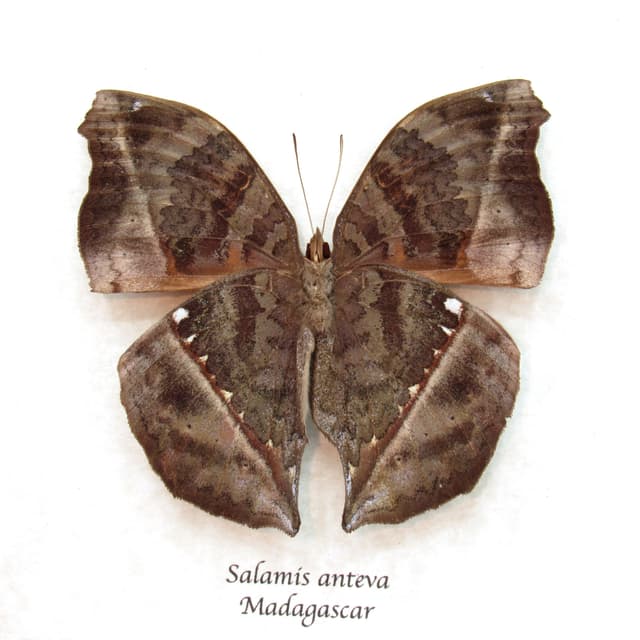 Real Leaf mimic butterfly framed taxidermy - Salamis anteva