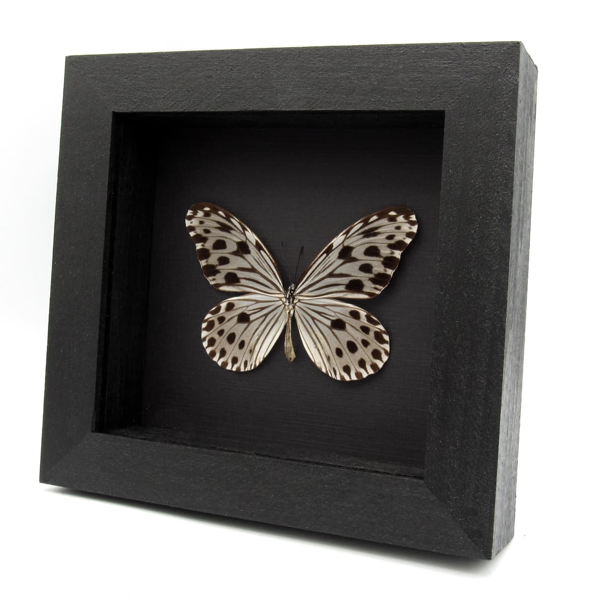 Real silver tree nymph butterfly framed taxidermy - Ideopsis gaura perakana