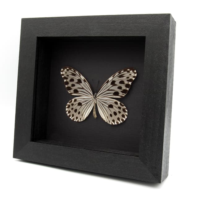 Real silver tree nymph butterfly framed taxidermy - Ideopsis gaura perakana