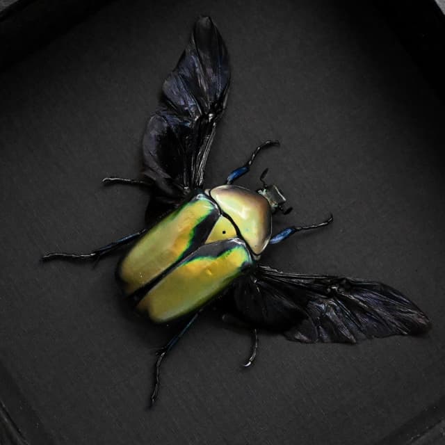 Green metallic Scarab beetle framed taxidermy - Rhomborrhina resplendens chatanayi