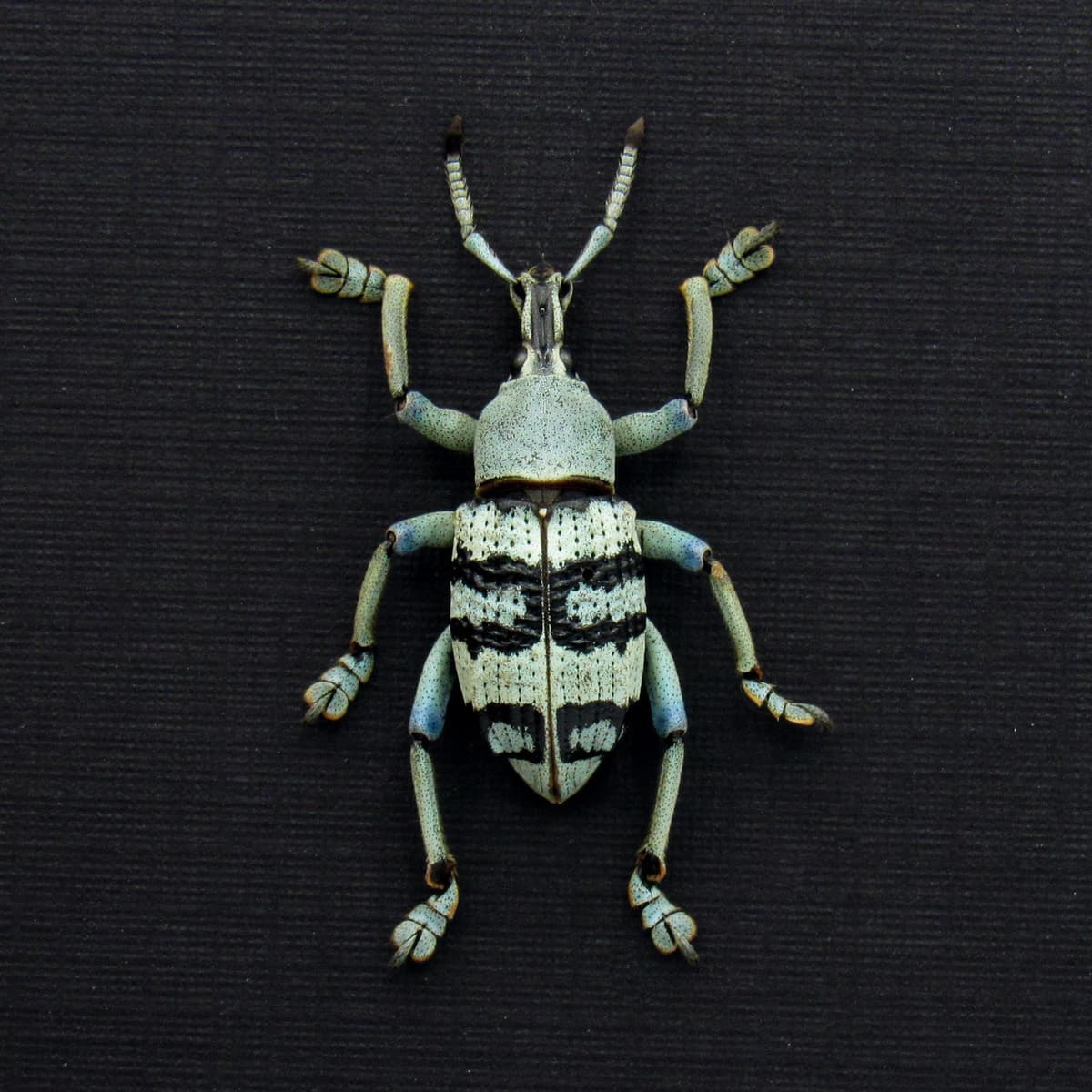 Real Weevil beetle framed taxidermy - Eupholus schoenherrii - rare pale color form