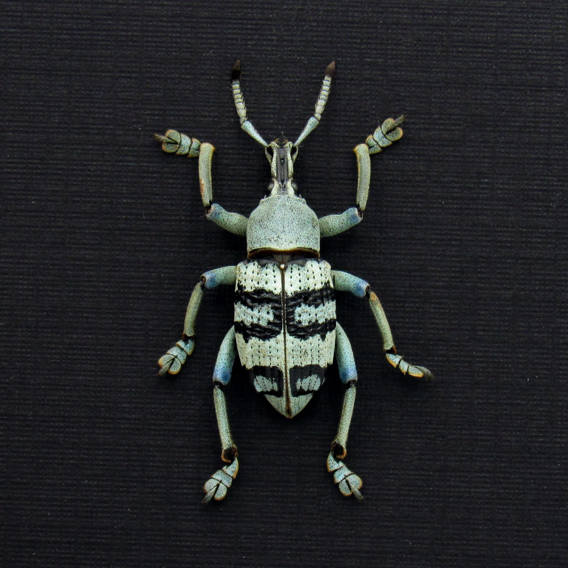 Real Weevil beetle framed taxidermy - Eupholus schoenherrii - rare pale color form