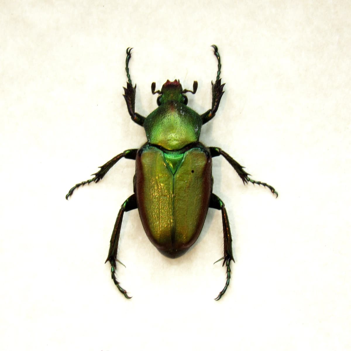 Rare metallic green Scarab beetle framed taxidermy - Theodosia magnifica - female