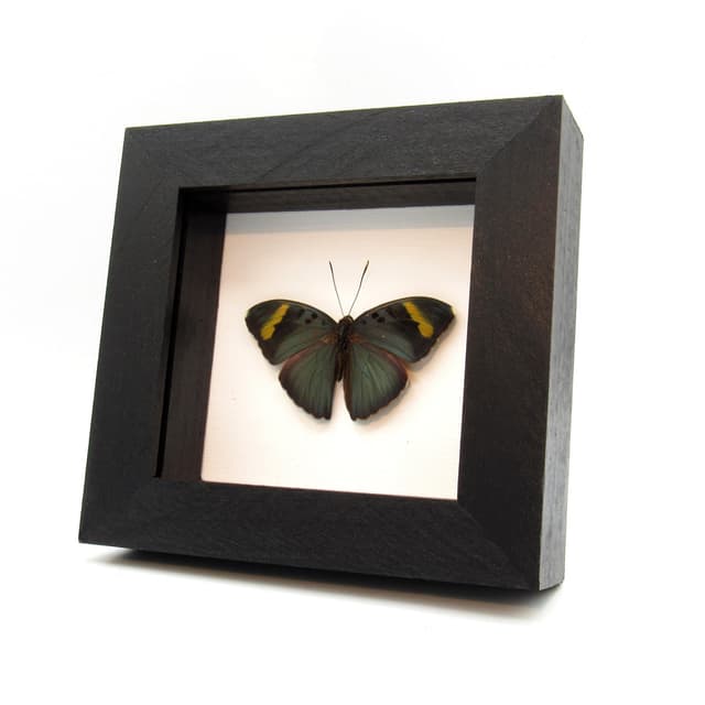 Real green Forester butterfly framed taxidermy - Euphaedra medon - Victorian mount