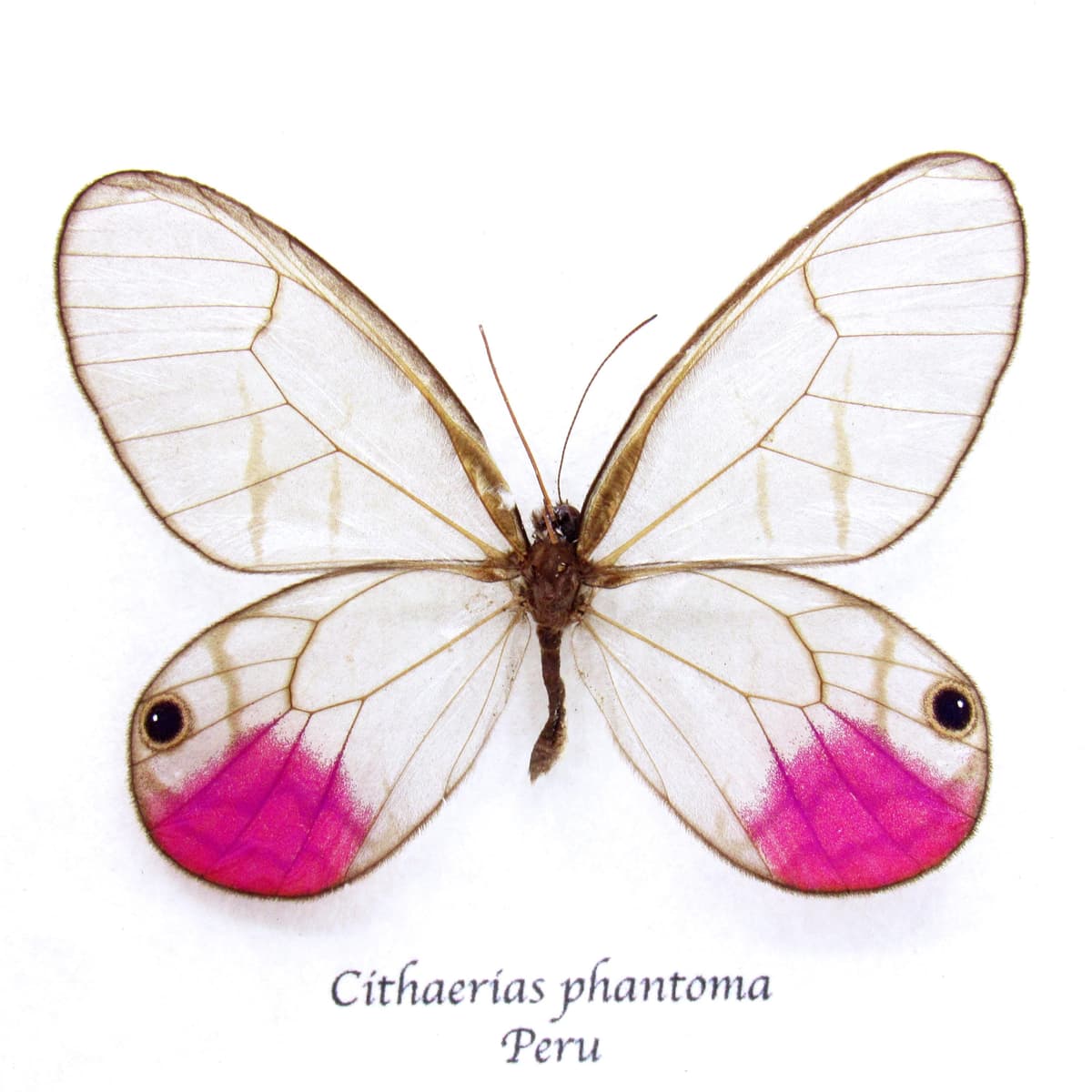 Rare fuchsia glasswing butterfly framed taxidermy - Cithaerias phantoma