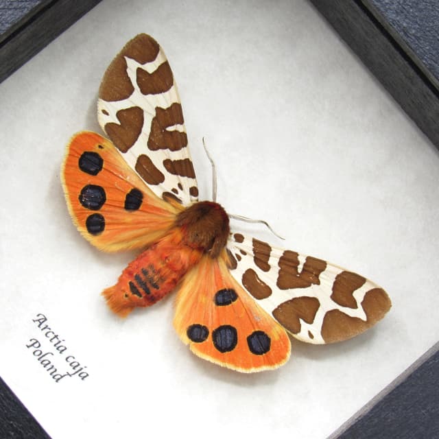 Real Garden Tiger moth framed taxidermy - Arctia caja - large female
