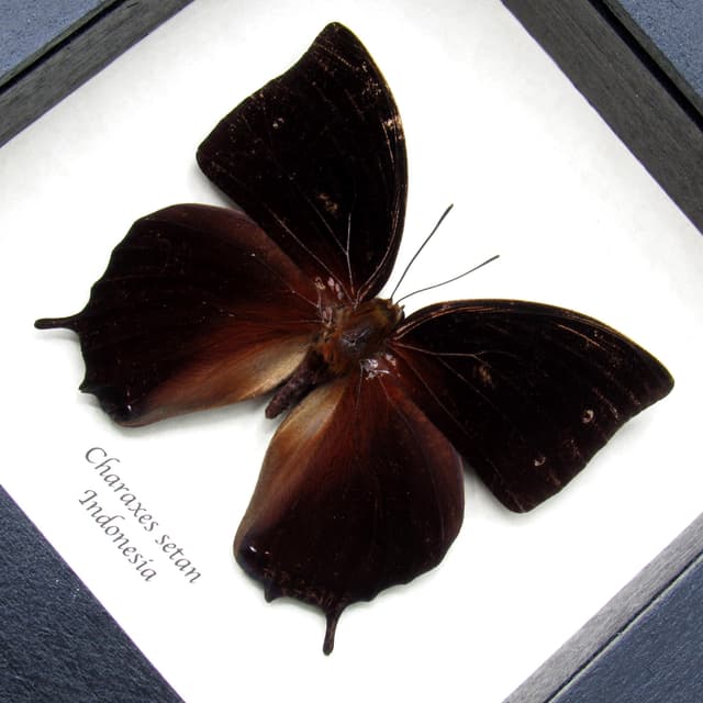 Real Black Rajah butterfly framed taxidermy - Charaxes setan