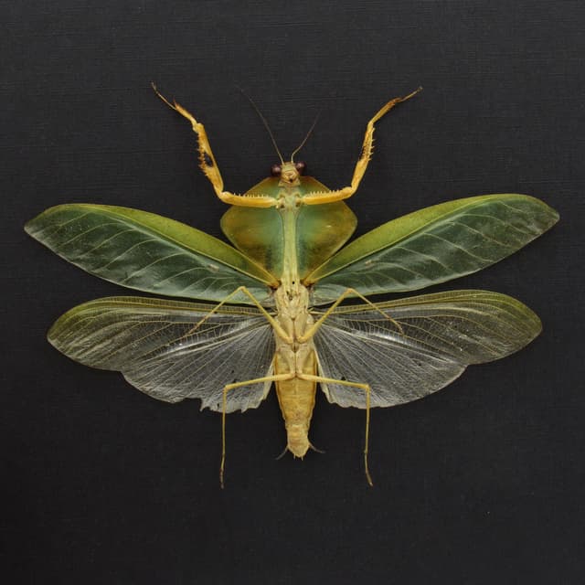 Rare Peruvian Leaf Shield Mantis framed taxidermy - Mantodea Choeradodis