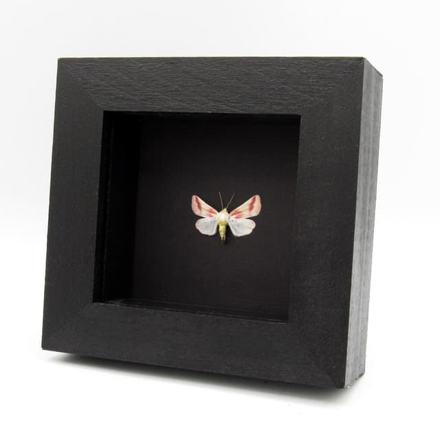 Real tiny Clouded Crimson moth framed taxidermy - Schinia gaurae