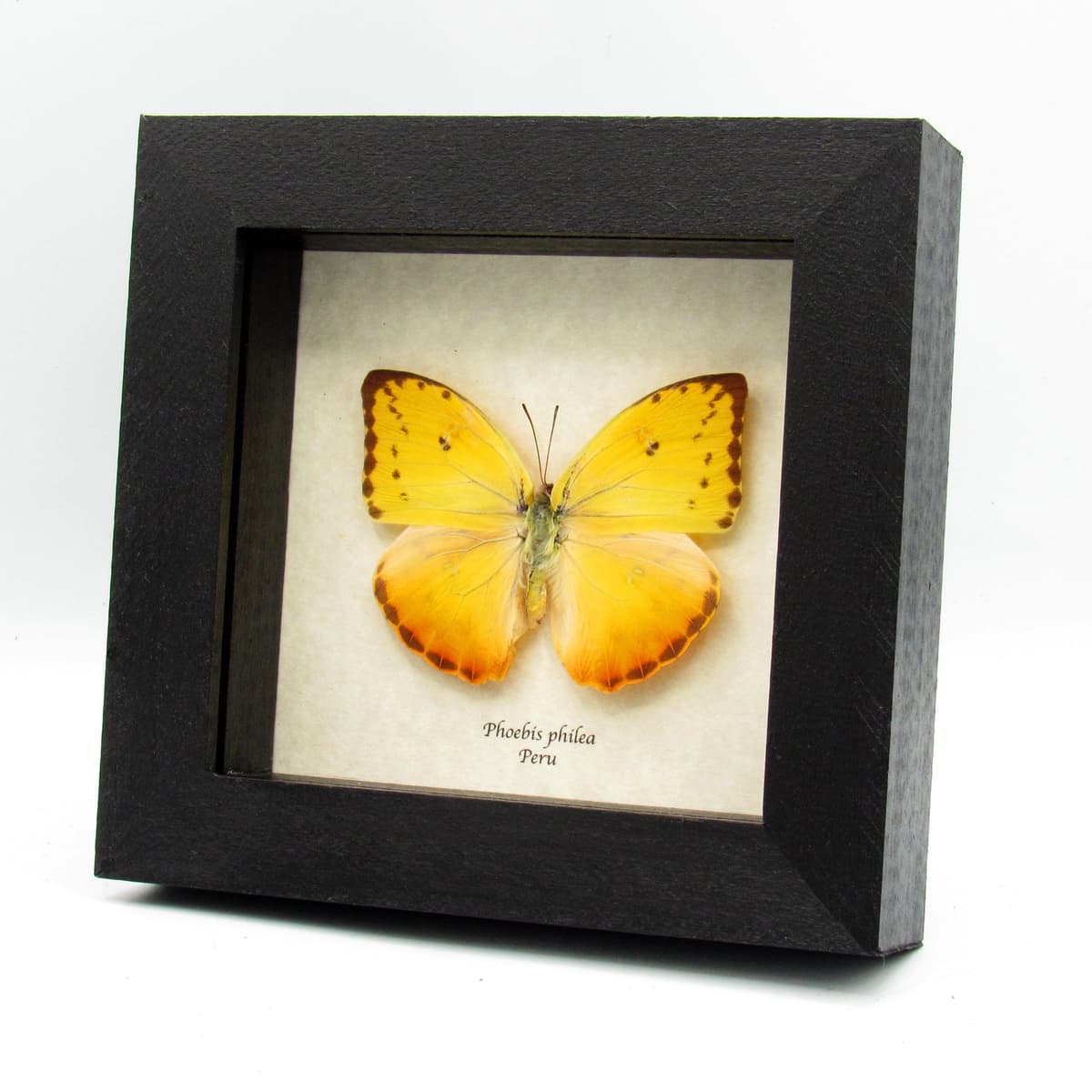 Real yellow butterfly framed taxidermy - Phoebis philea - female