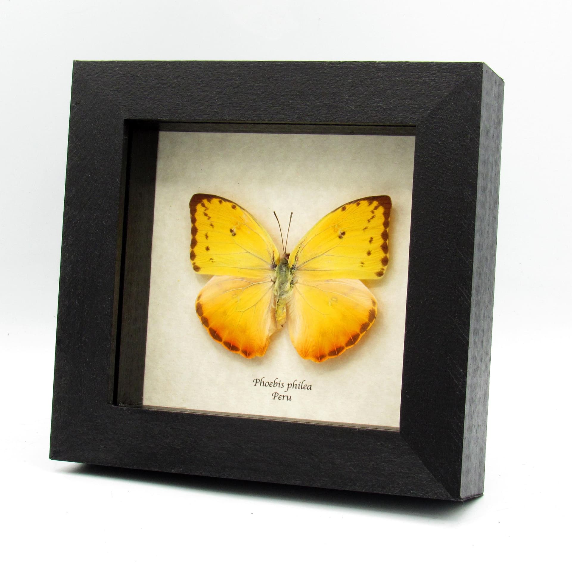 Real yellow butterfly framed taxidermy - Phoebis philea - female