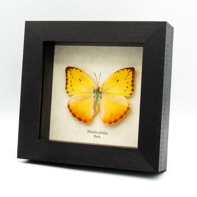 Real yellow butterfly framed taxidermy - Phoebis philea - female