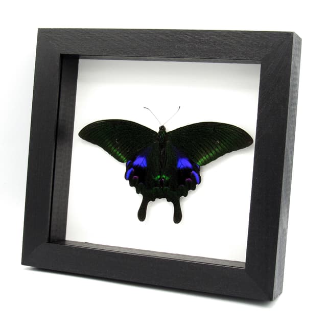 Large purple Peacock butterfly framed taxidermy - Papilio arcturus - Victorian mount