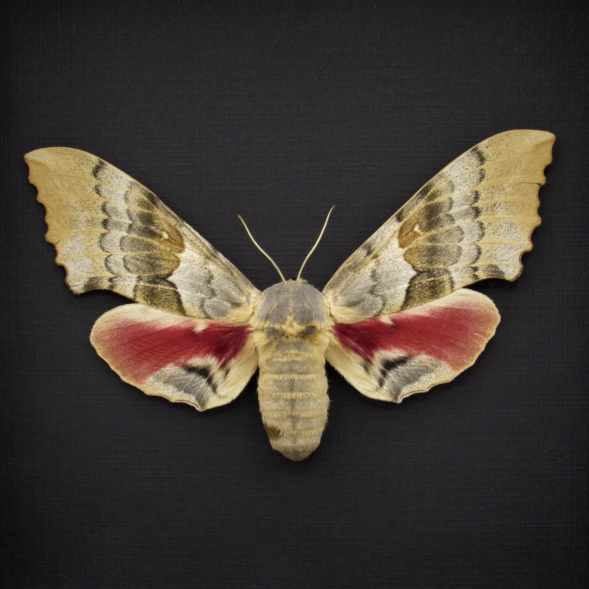 Real Western Big Poplar Sphinx framed taxidermy - Pachysphinx occidentalis - female