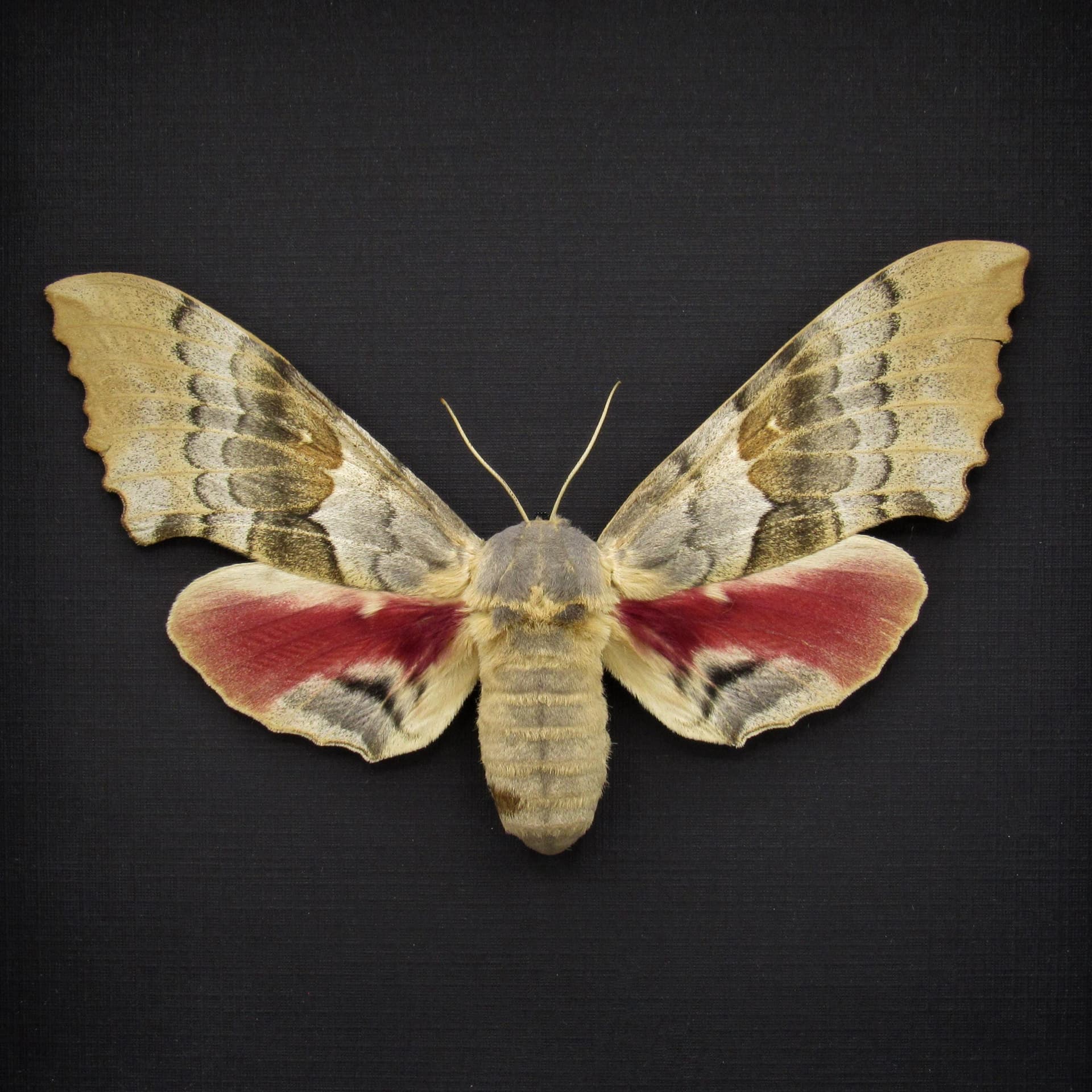 Real Western Big Poplar Sphinx framed taxidermy - Pachysphinx occidentalis - female