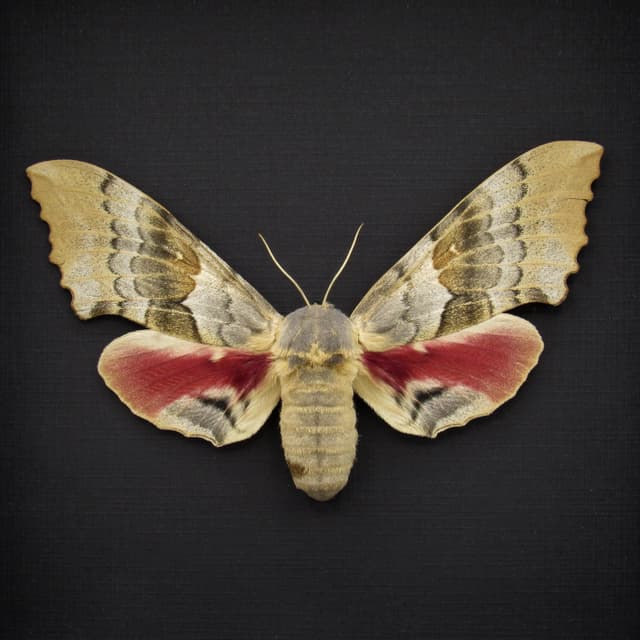 Real Western Big Poplar Sphinx framed taxidermy - Pachysphinx occidentalis - female