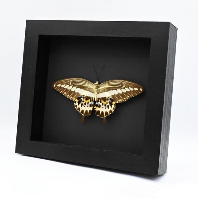 Real framed pale green taxidermy butterfly - Papilio gigon