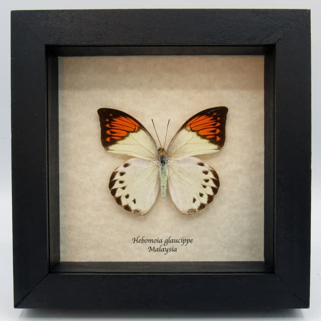 Real Orange Tip butterfly framed taxidermy - Hebomoia glaucippe - female