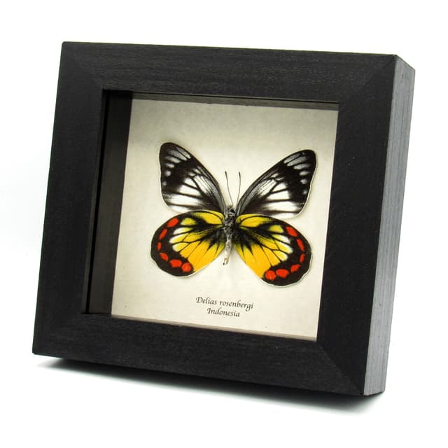 Rare Delias butterfly framed taxidermy - Delias rosenbergi