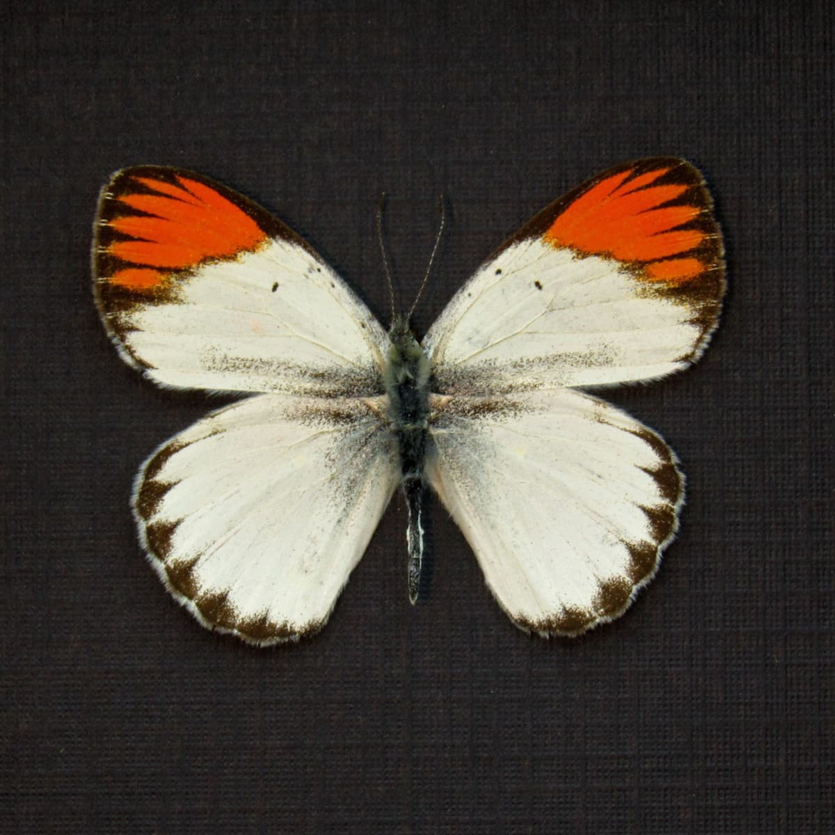 Real Orange Tip butterfly framed taxidermy - Colotis antivippe zera