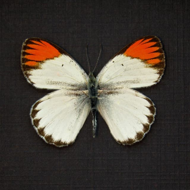 Real Orange Tip butterfly framed taxidermy - Colotis antivippe zera