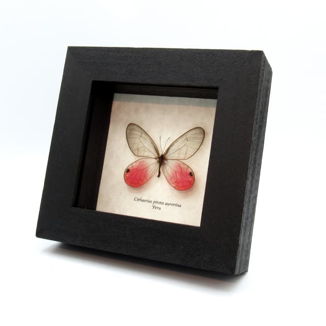 Real pink Blushing Phantom butterfly framed taxidermy - Cithaerias pireta aurorina
