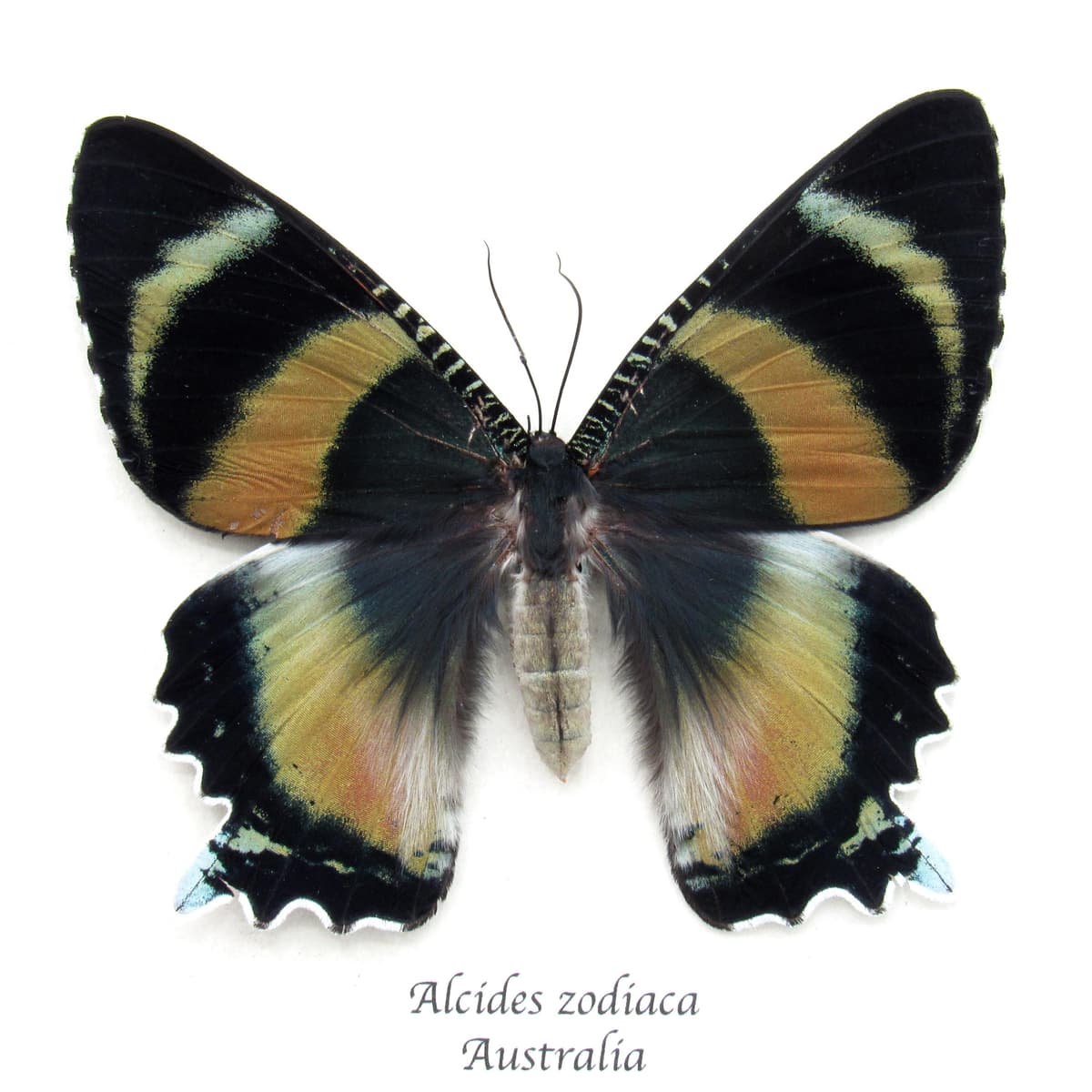 Rare framed Zodiac moth taxidermy - Alcides zodiaca - XL pink form female - minor damage/repair