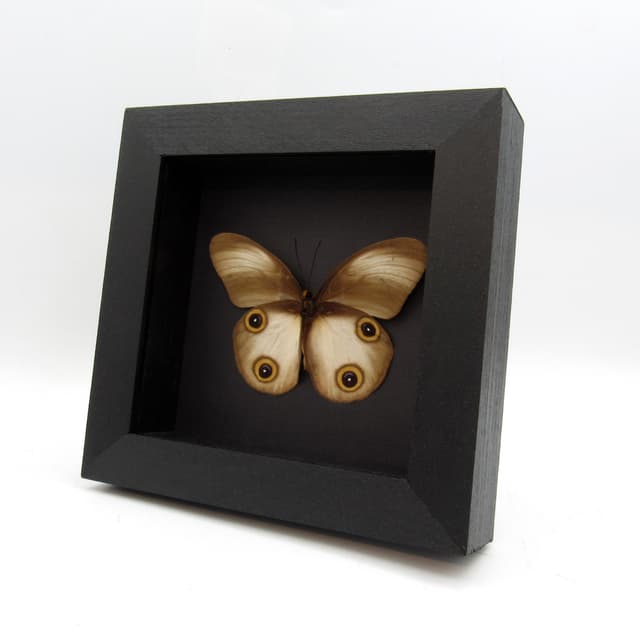 Real Owl butterfly framed taxidermy - Taenaris artemis