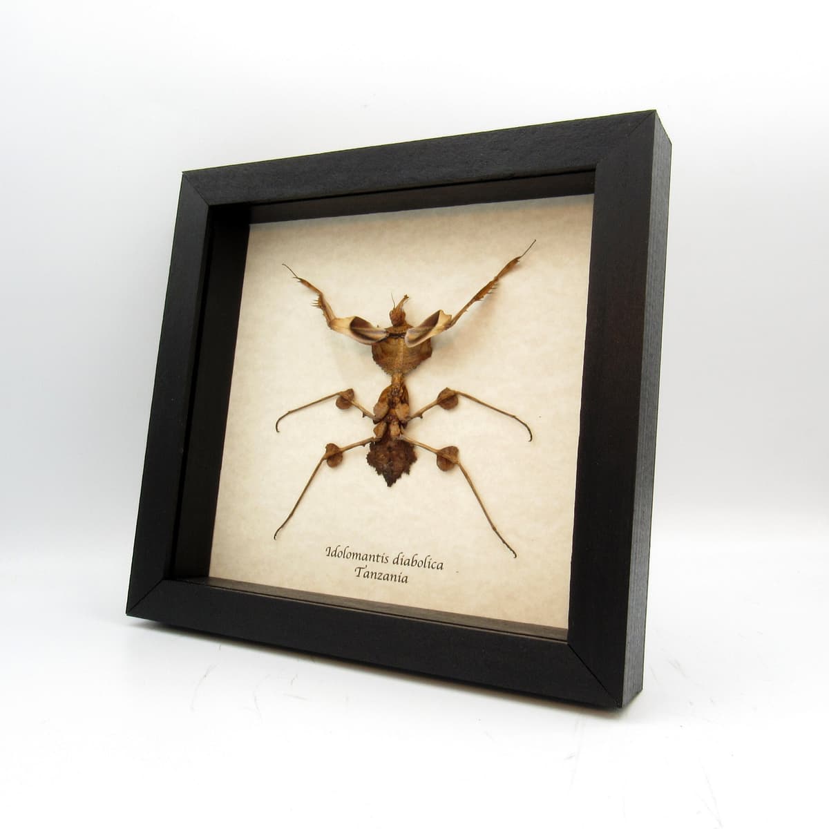 Real Devils Flower Mantis framed taxidermy - Idolomantis diabolica - XL nymph