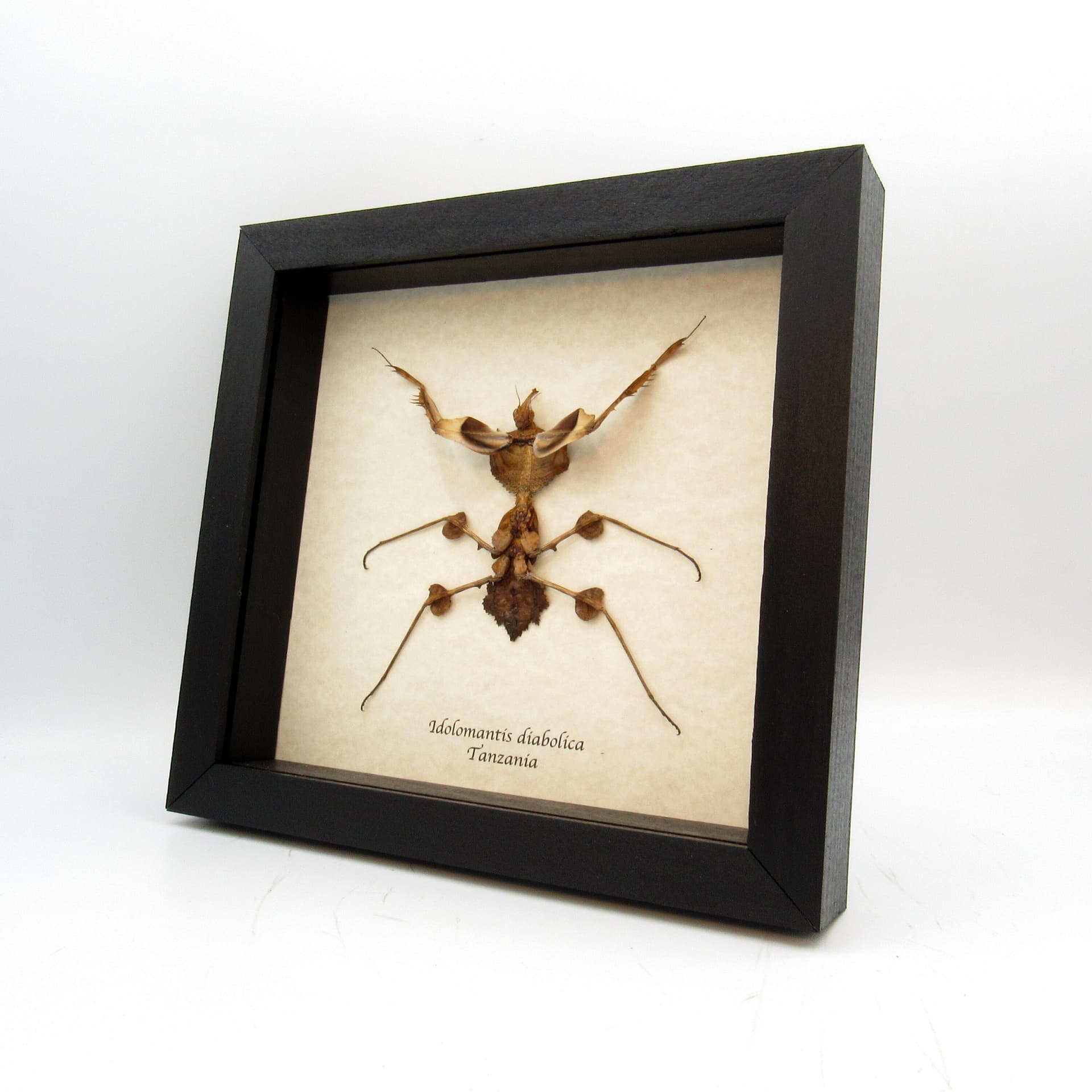 Real Devils Flower Mantis framed taxidermy - Idolomantis diabolica - XL nymph