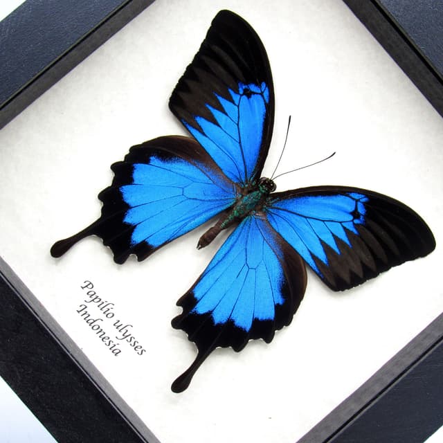 Real iridescent Blue Emperor butterfly framed taxidermy - Papilio ulysses