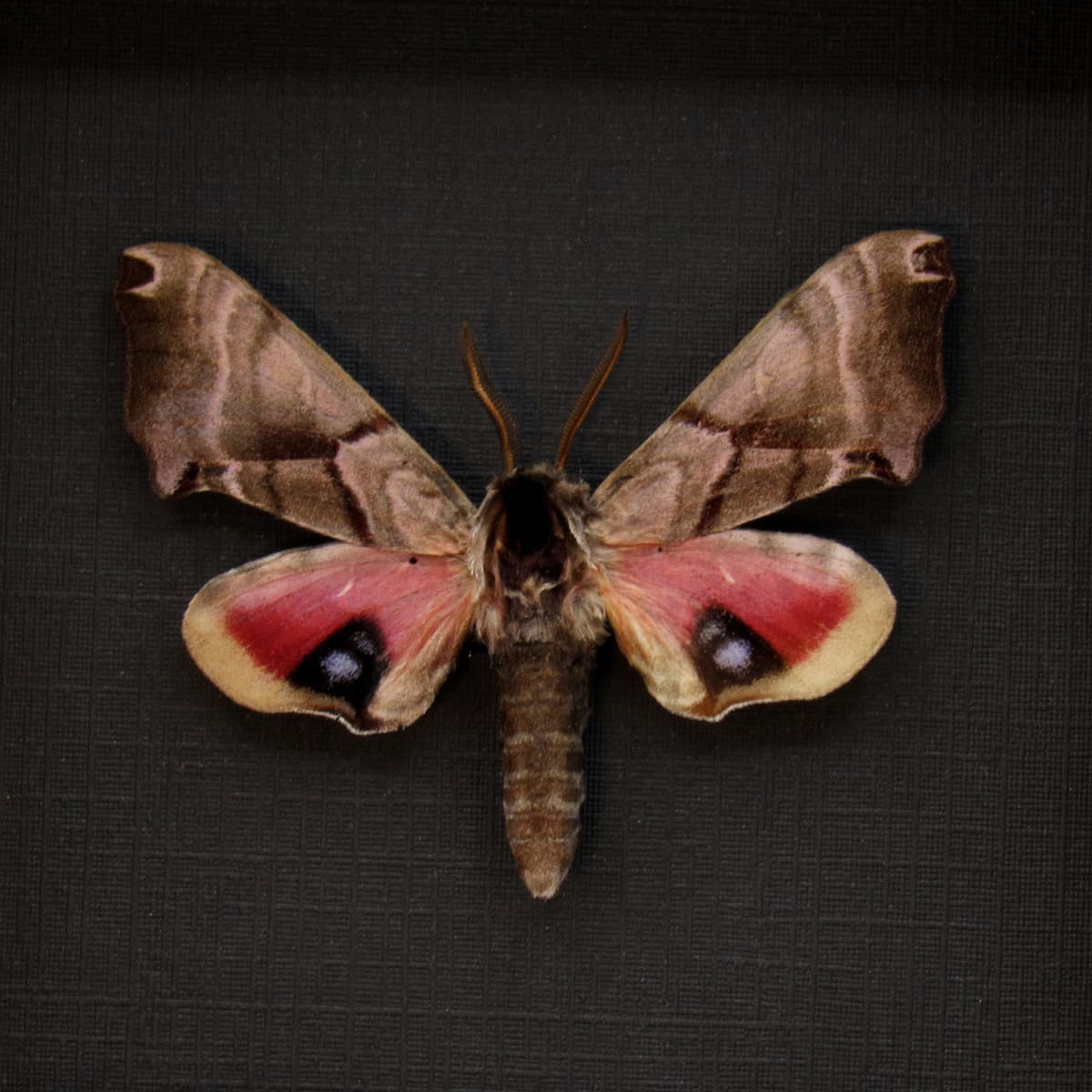 Real pink Sphinx moth framed taxidermy - Smerinthus jamaicensis