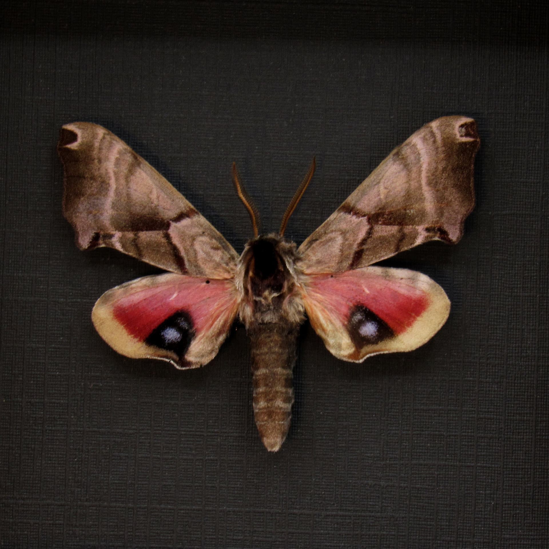 Real pink Sphinx moth framed taxidermy - Smerinthus jamaicensis