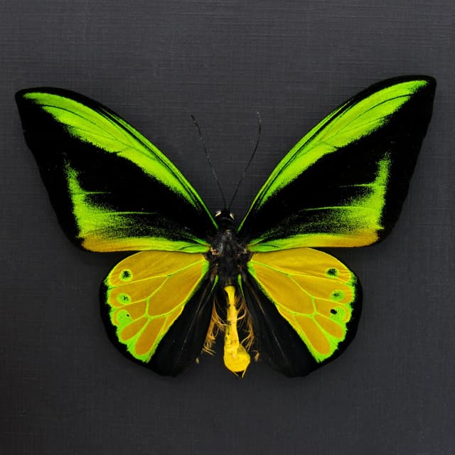 Huge Golden Birdwing butterfly framed taxidermy - Ornithoptera goliath samson