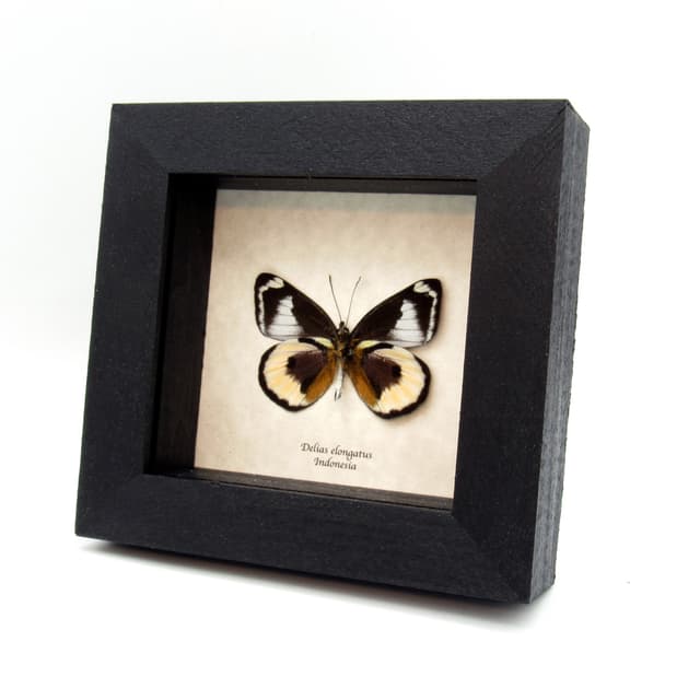 Very rare real Purple Delias butterfly framed taxidermy - Delias elongatus